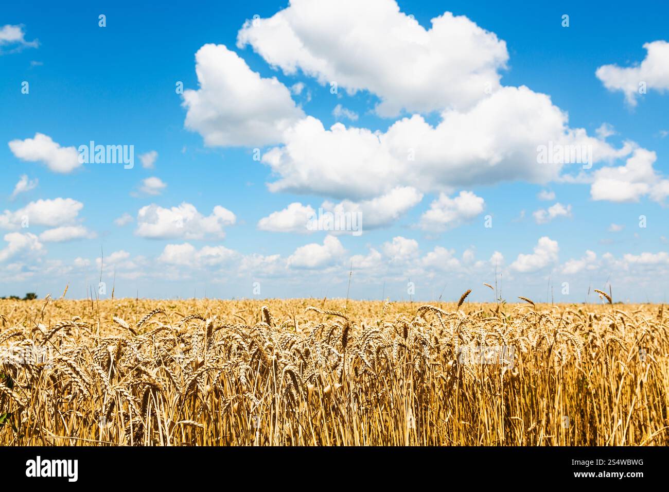 rural landscape with ears of ripe wheat in field under blue sky with ...