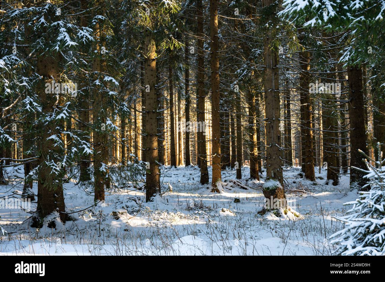 winter landscape near Frauenwald in Thuringia Stock Photo