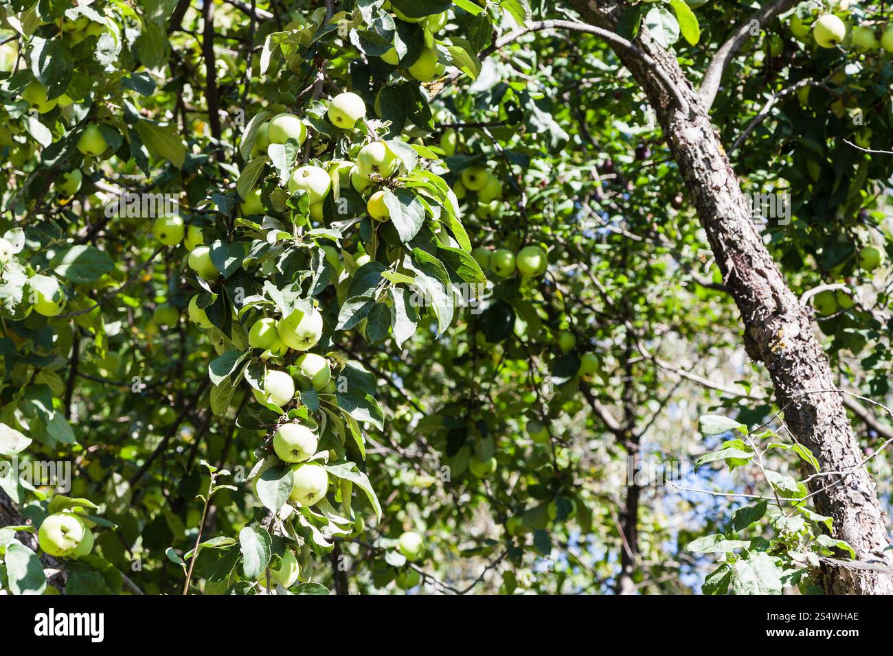 Old Apple Tree With Green Fruits In Orchard In Summer Stock Photo Alamy Old apple tree with green fruits in orchard in summer stock photo alamy
