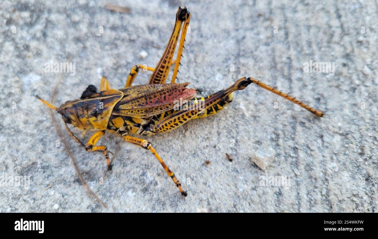Eastern Lubber Grasshopper (Romalea microptera Stock Photo - Alamy