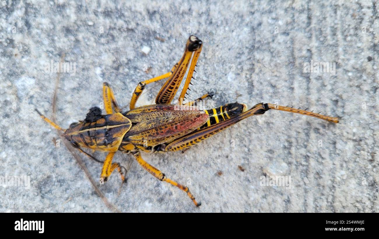 Eastern Lubber Grasshopper (Romalea microptera Stock Photo - Alamy
