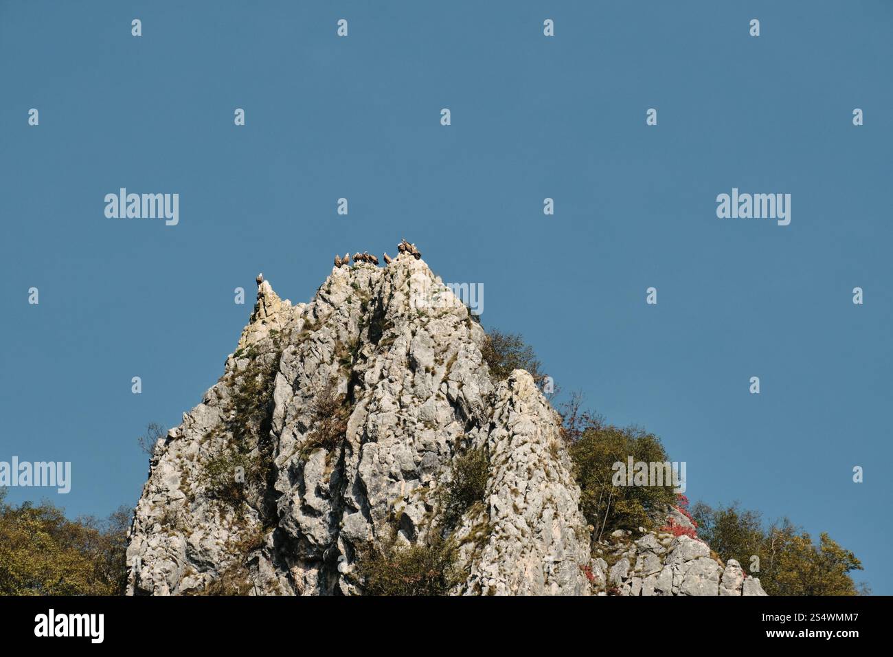 Many wild birds of prey nest in the mountains bald eagles perch on top
