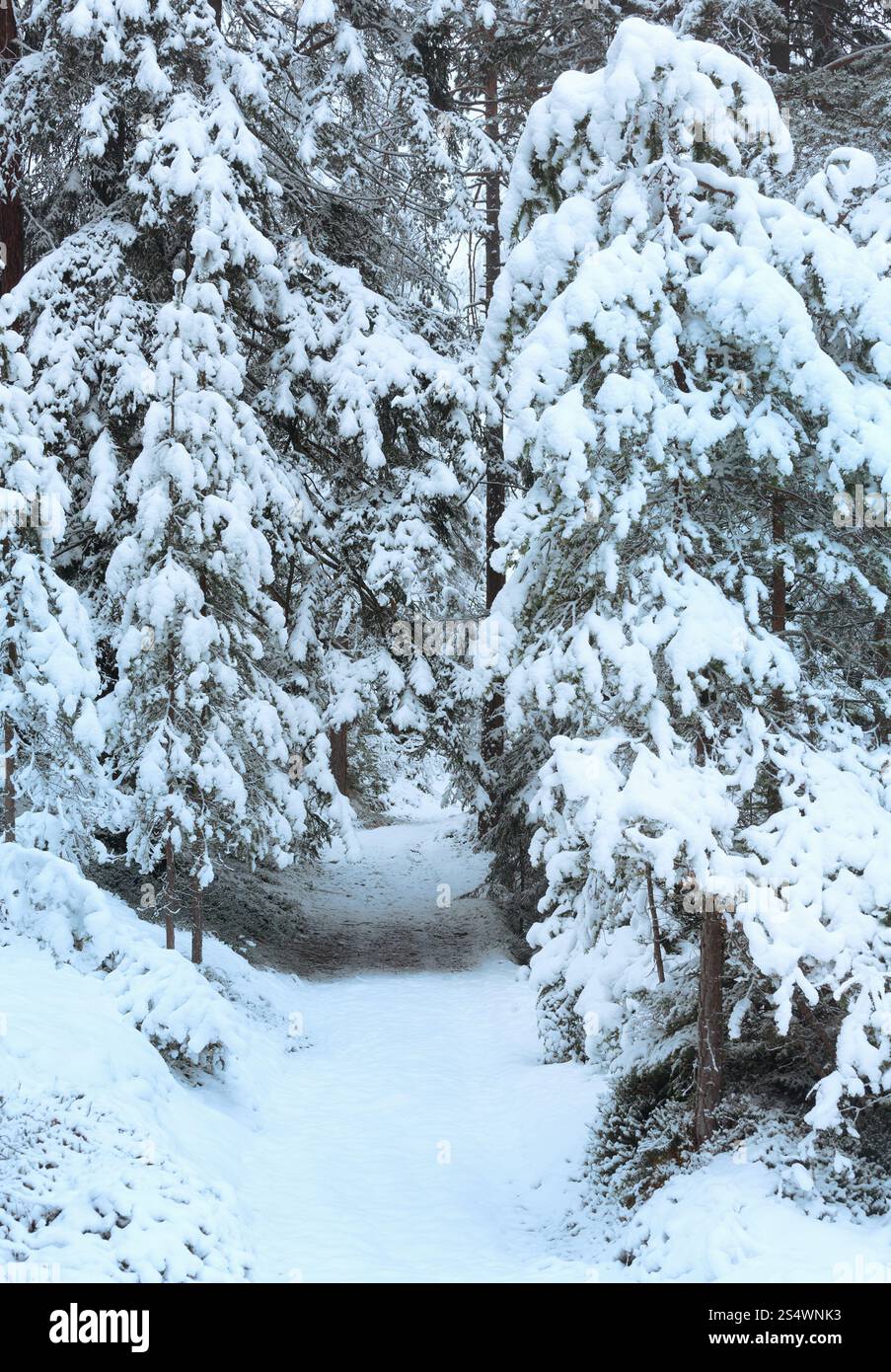 Coniferous forest in snow hi-res stock photography and images - Alamy