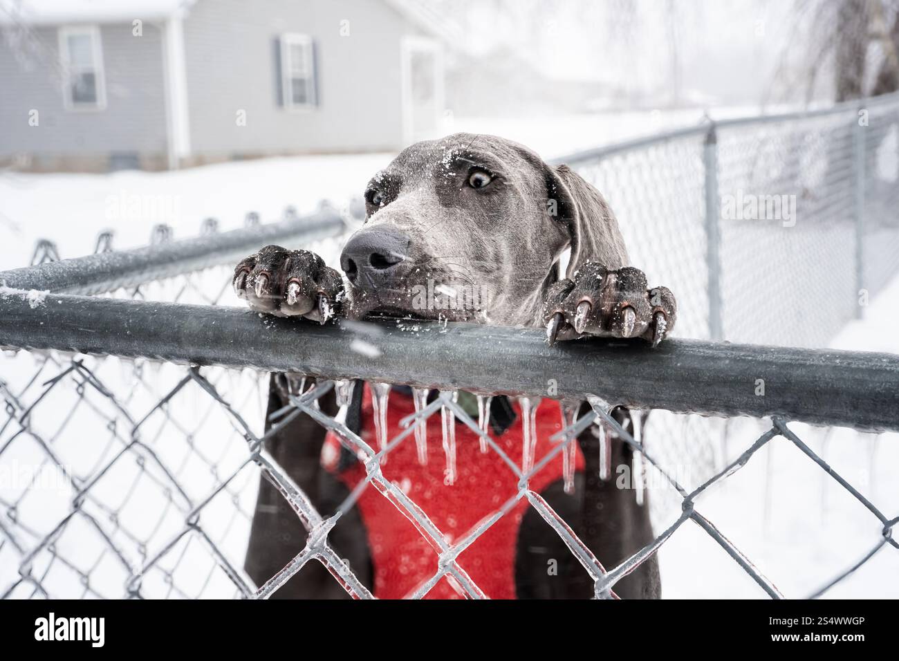 Blue Female Weimaraner Puppy in the Snow Stock Photo