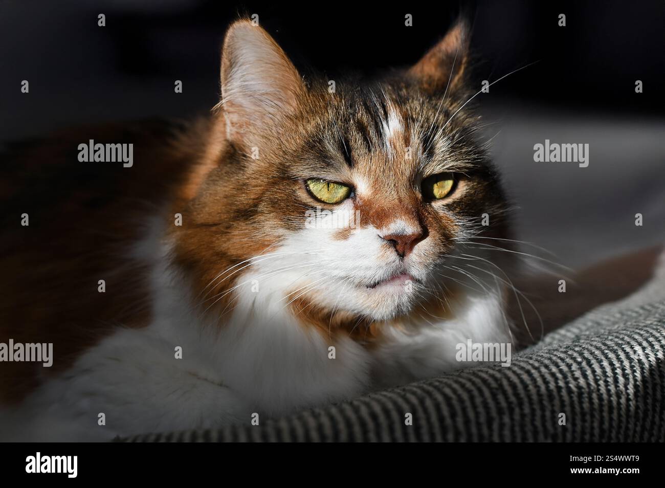 A fluffy Ukrainian tricolor cat is lying on the sofa Stock Photo