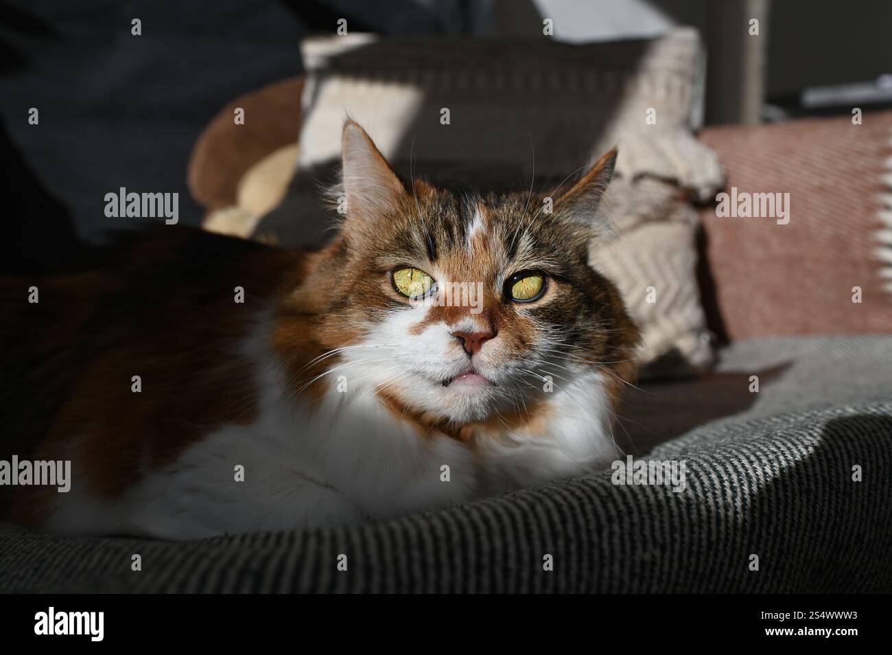 A fluffy Ukrainian tricolor cat is lying on the sofa Stock Photo