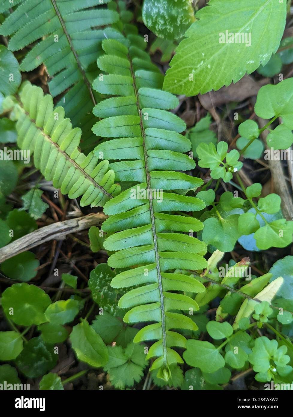 Fishbone Fern (Nephrolepis cordifolia Stock Photo - Alamy