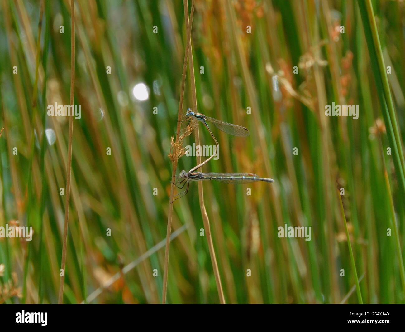 Blue Ringtail (Austrolestes annulosus Stock Photo - Alamy