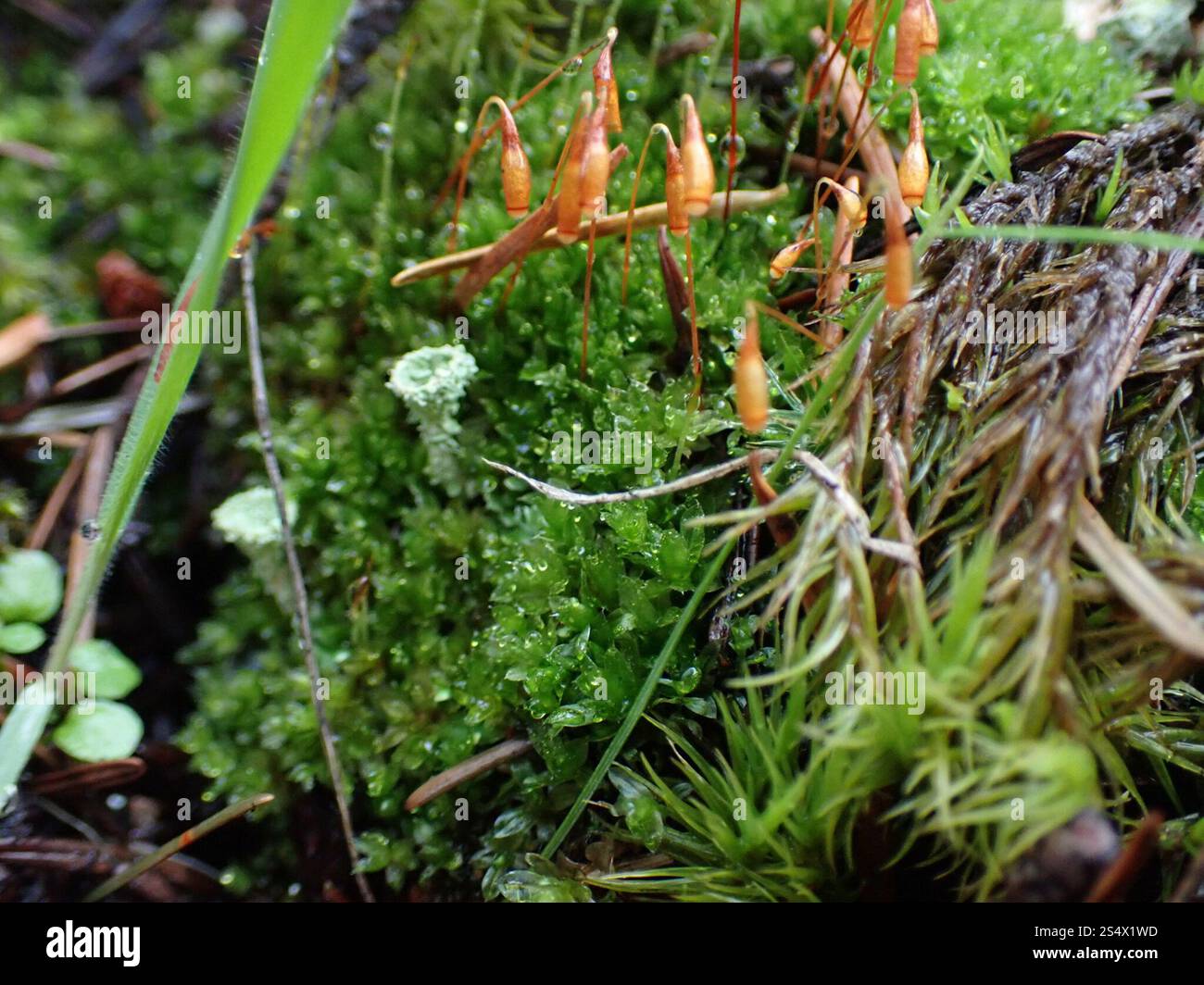 Capillary Thread-moss (Ptychostomum capillare Stock Photo - Alamy