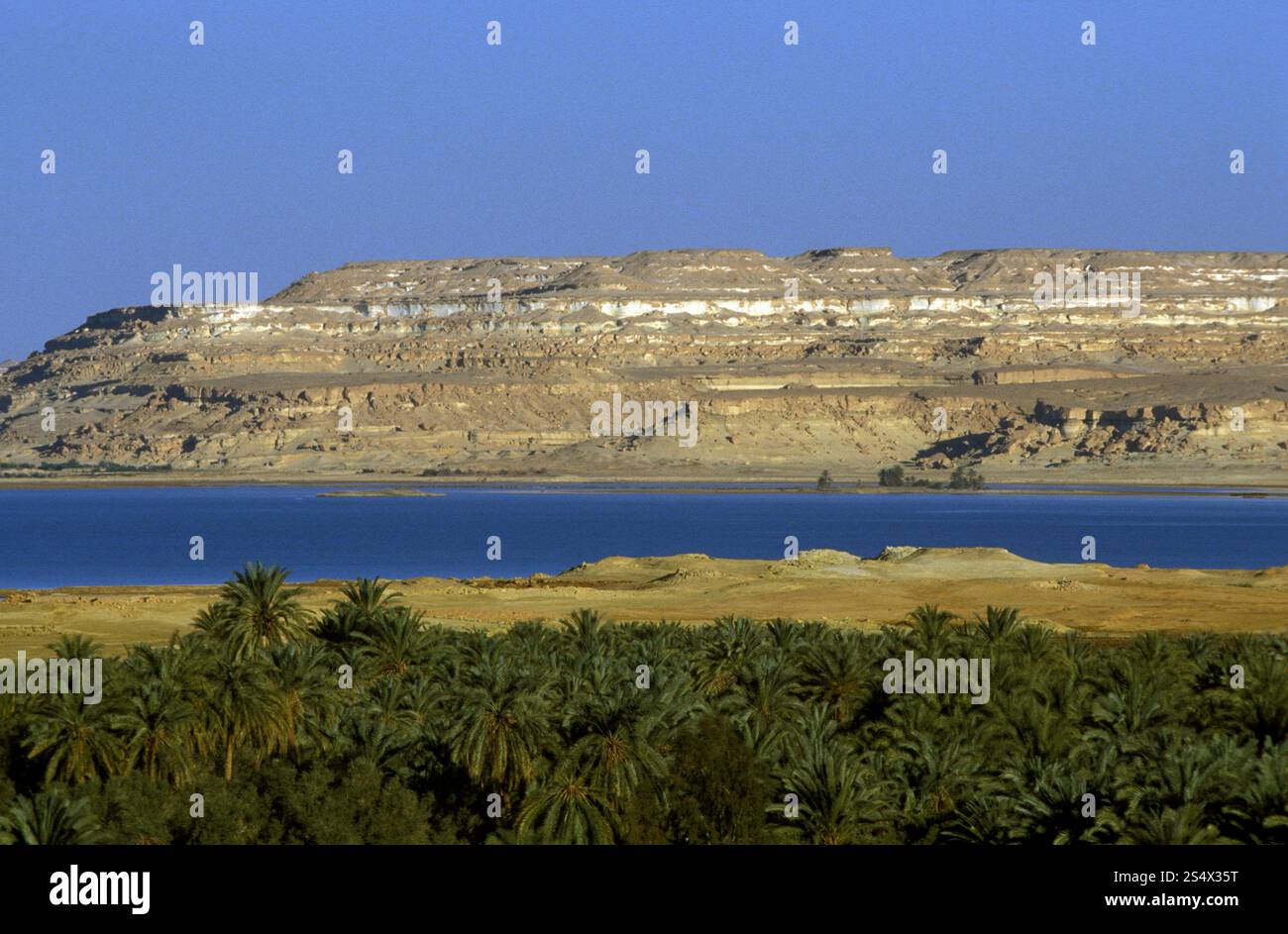 the Landscape and nature of the Oasis and village of Siwa in the lybian or western desert of Egypt in north africa. AFRICA EGYPT SAHARA SIWA OASIS Stock Photo
