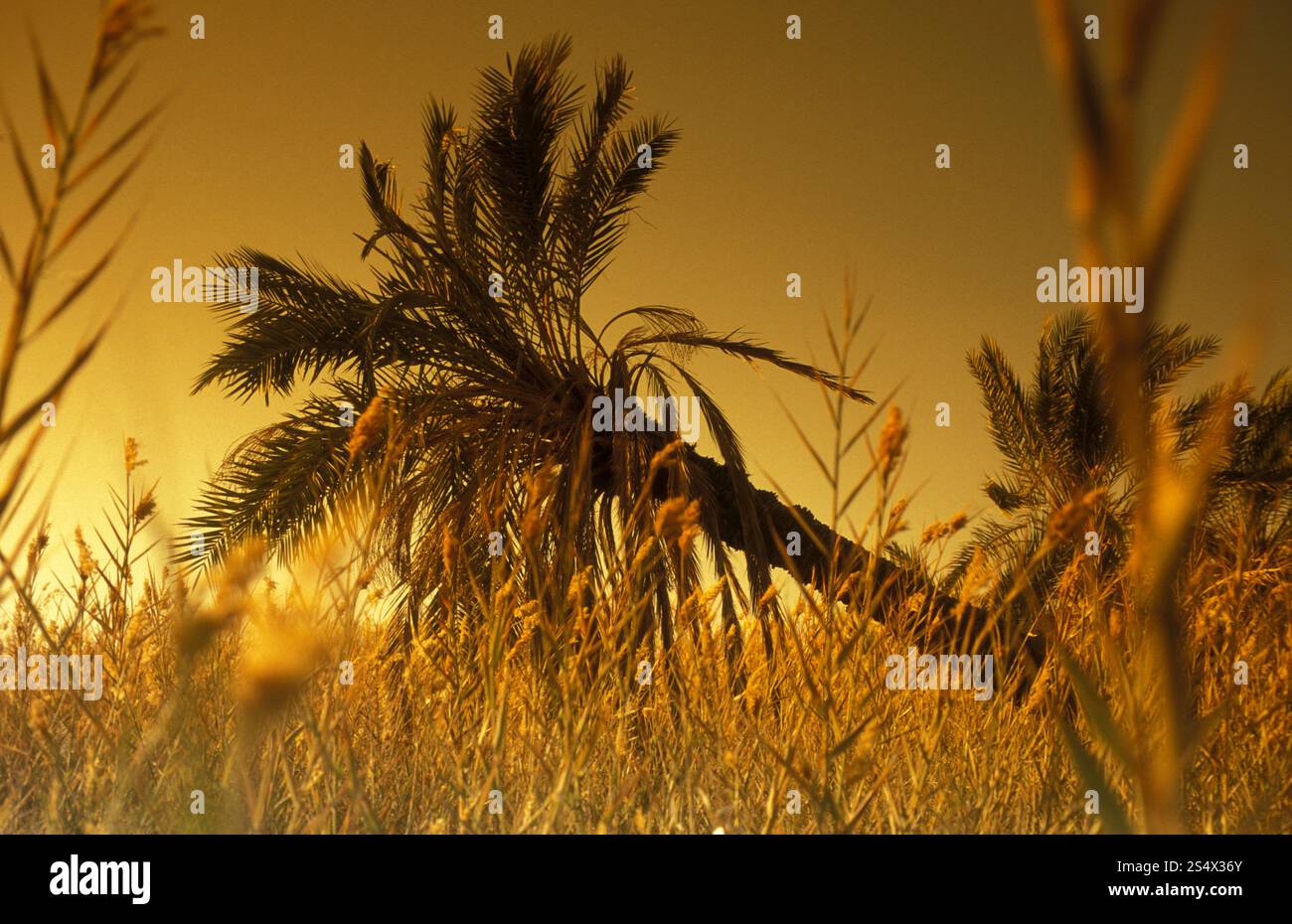 the Landscape and nature of the Oasis and village of Siwa in the lybian or western desert of Egypt in north africa. AFRICA EGYPT SAHARA SIWA OASIS Stock Photo