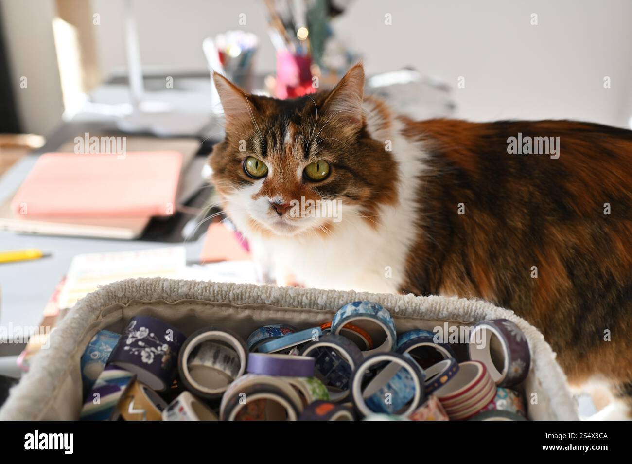 A fluffy Ukrainian tricolor cat is lying on the table Stock Photo
