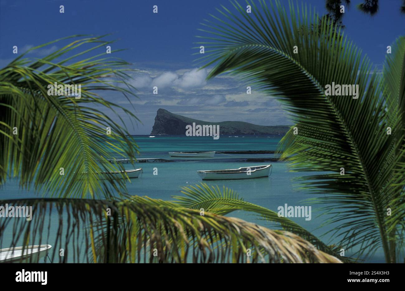 palmtrees on a beach on the island of Mauritius in the indian ocean ...