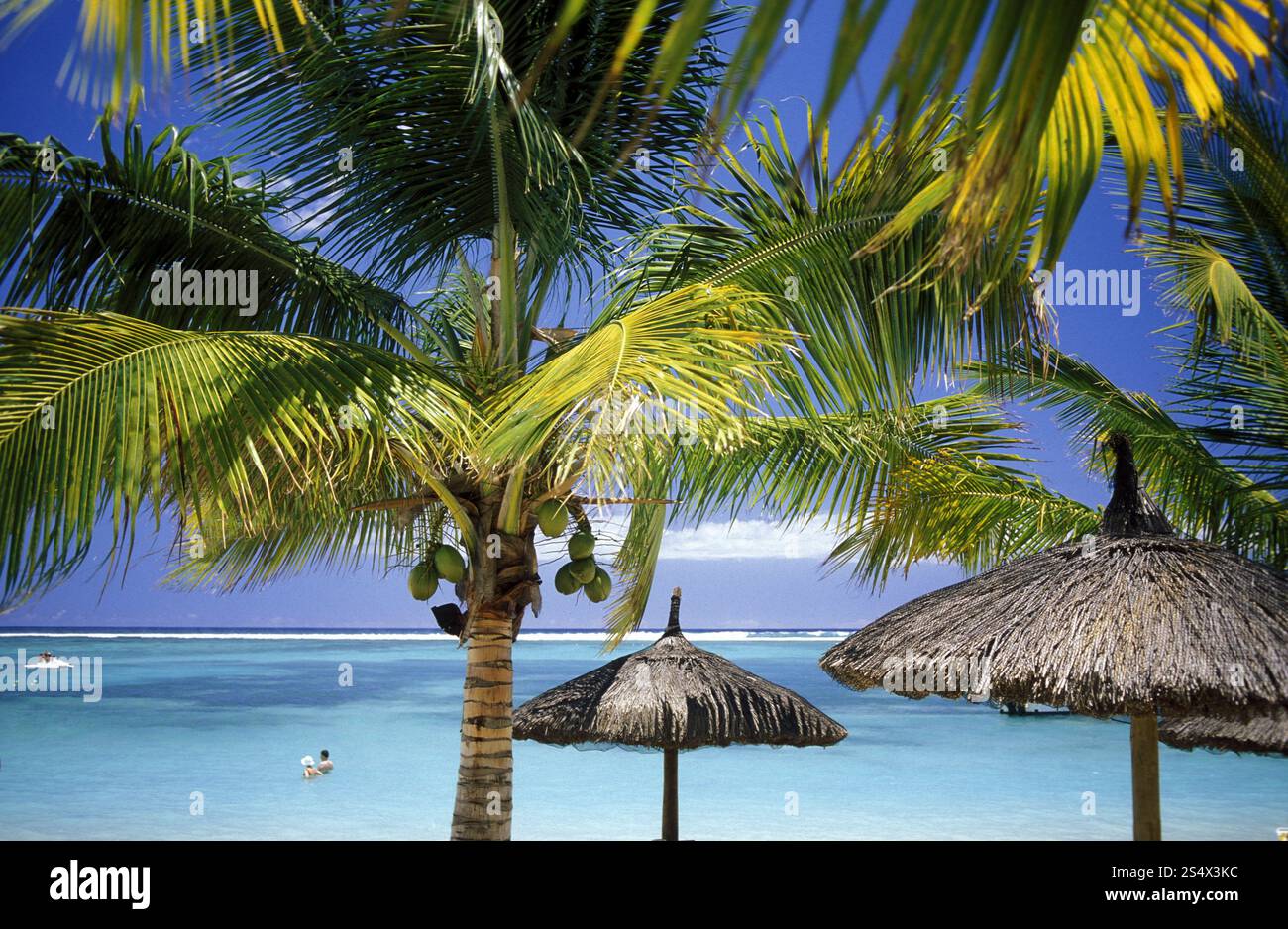 palmtrees on a beach on the island of Mauritius in the indian ocean ...