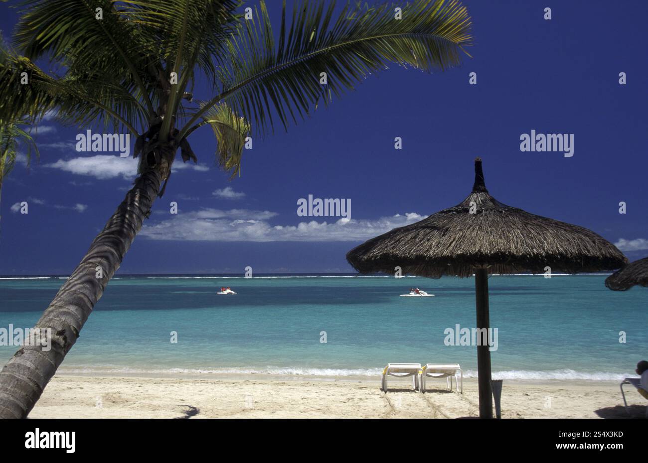 palmtrees on a beach on the island of Mauritius in the indian ocean ...