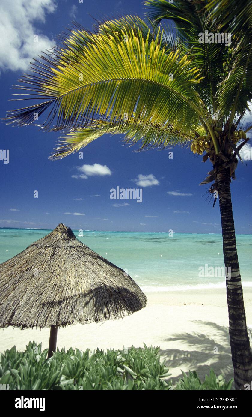palmtrees on a beach on the island of Mauritius in the indian ocean ...