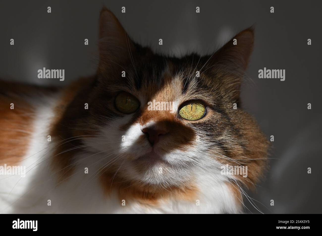 A fluffy cat is lying on the cat tree Stock Photo - Alamy