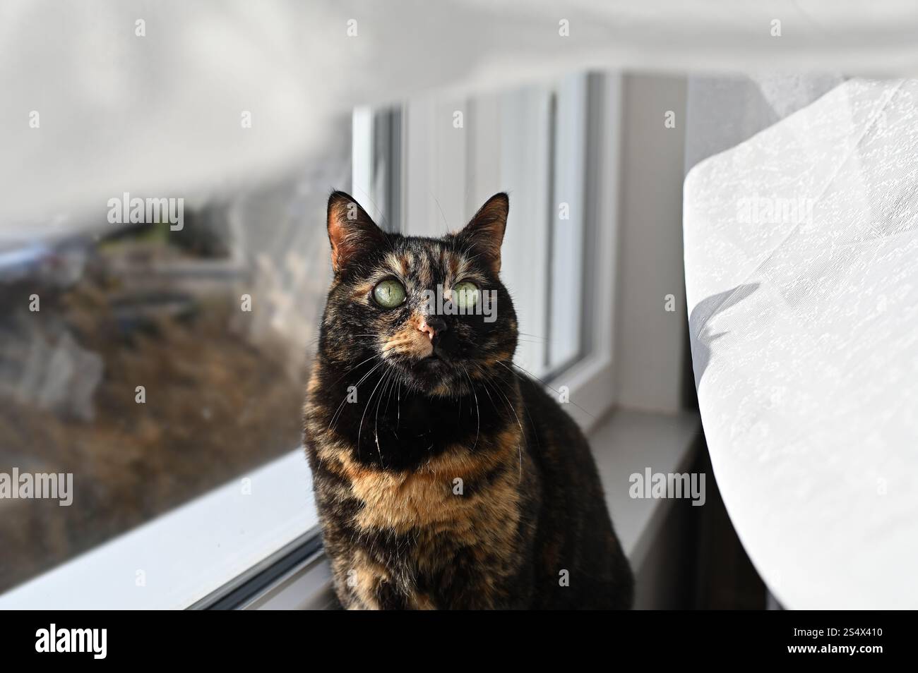 Elegant Tortoiseshell Cat Gazing by the Window – A Portrait of Feline Beauty. Stock Photo