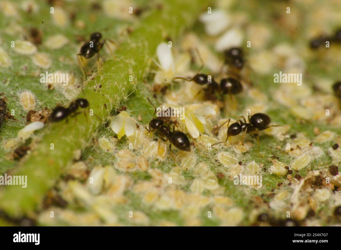 Seaside Rover Ant Rover Ants (Brachymyrmex Stock Photo - Alamy
