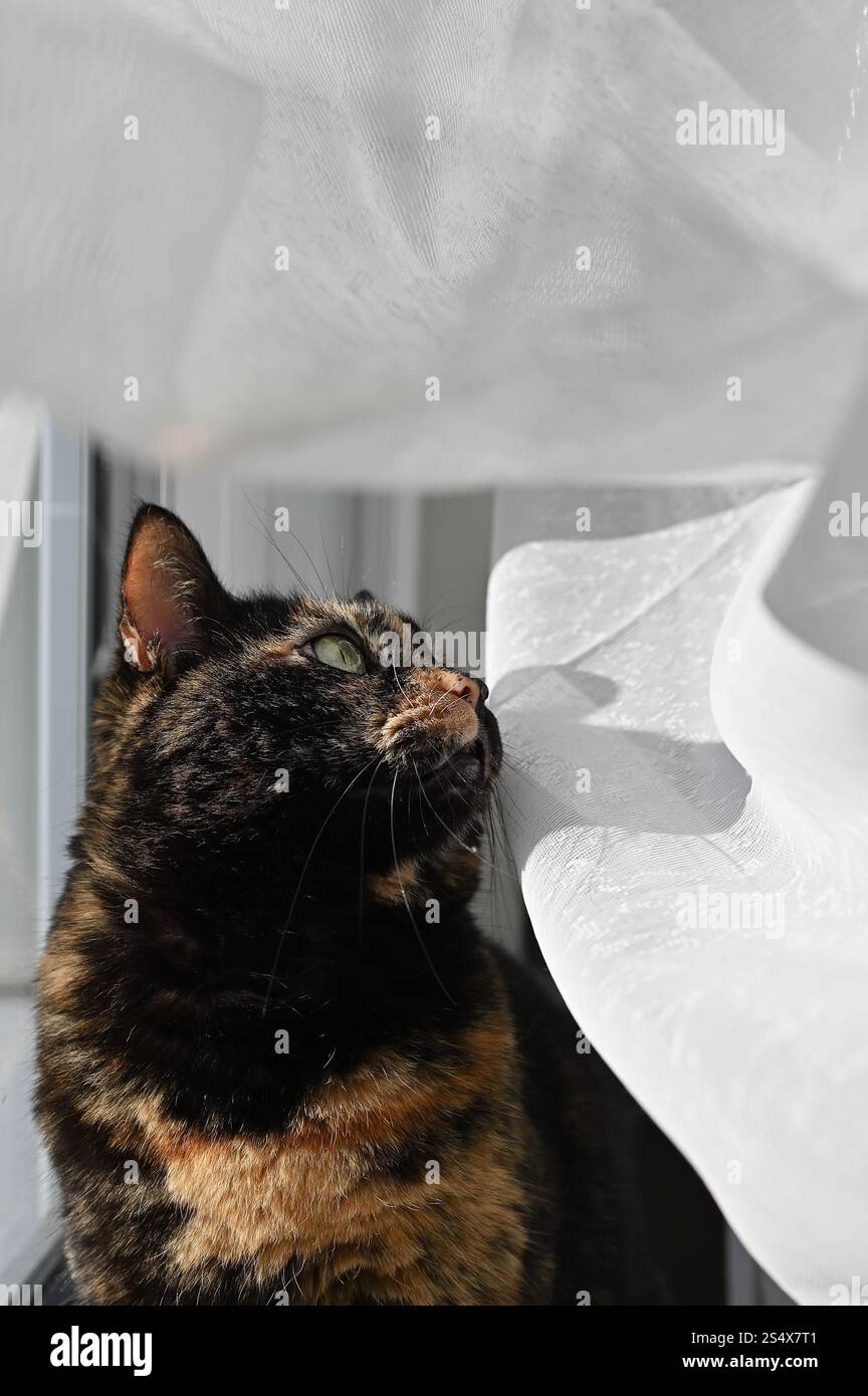 Elegant Tortoiseshell Cat Gazing by the Window – A Portrait of Feline Beauty. Stock Photo