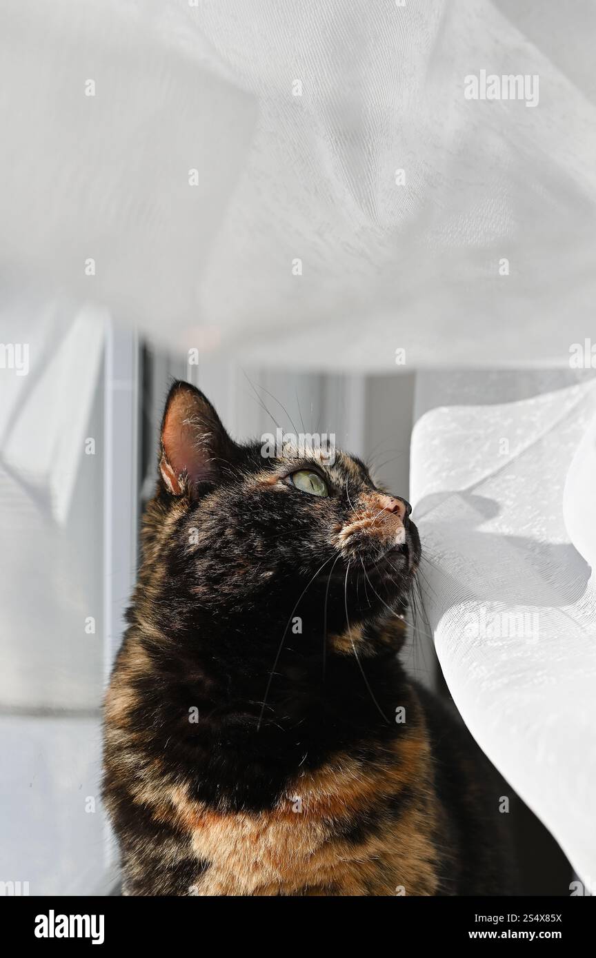 Elegant Tortoiseshell Cat Gazing by the Window – A Portrait of Feline Beauty. Stock Photo