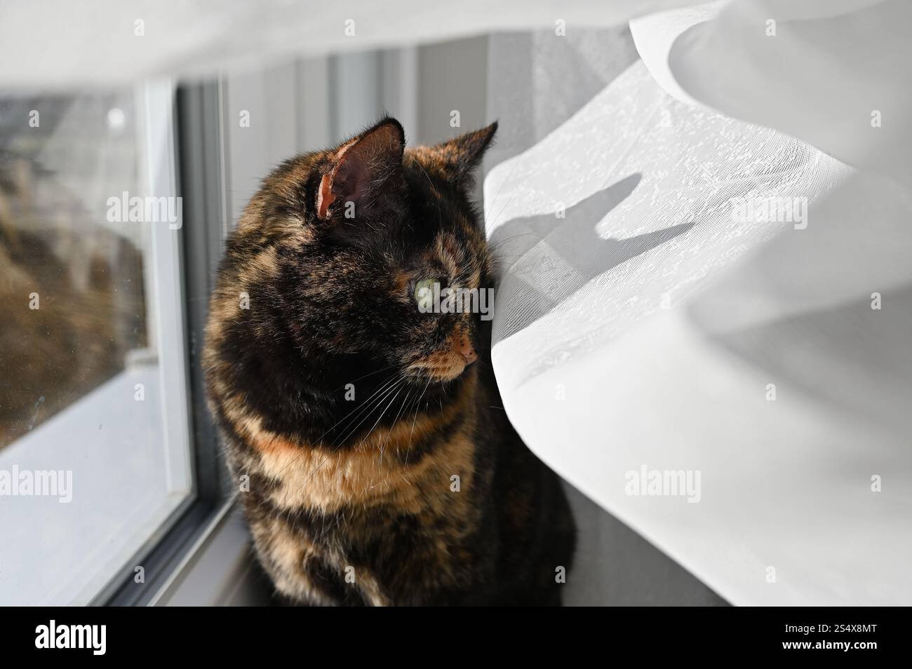 Elegant Tortoiseshell Cat Gazing by the Window – A Portrait of Feline Beauty. Stock Photo