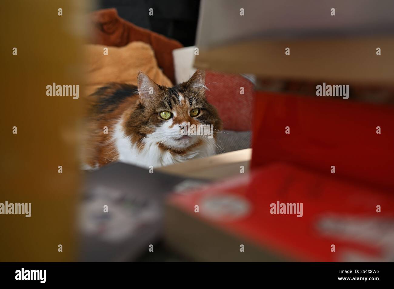 A fluffy Ukrainian tricolor cat is lying on the sofa Stock Photo