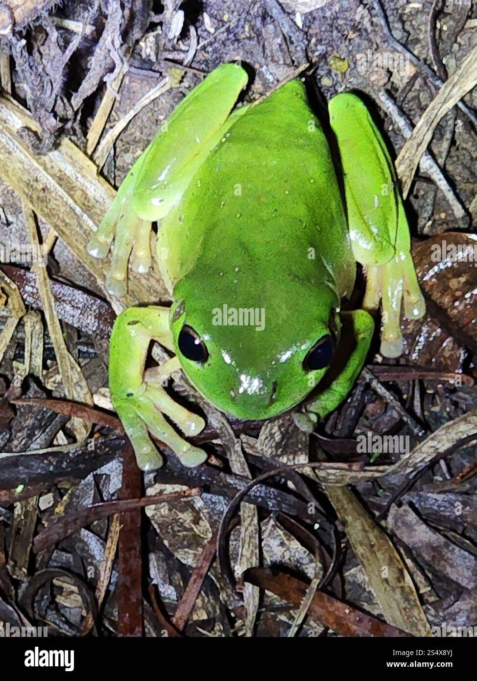 Australian Green Tree Frog (Ranoidea caerulea Stock Photo - Alamy