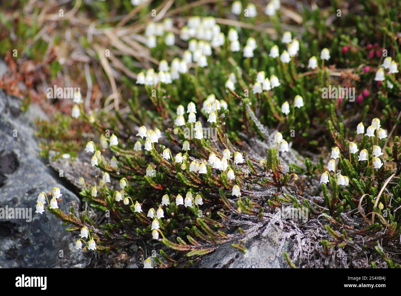 Arctic bell-heather (Cassiope tetragona Stock Photo - Alamy