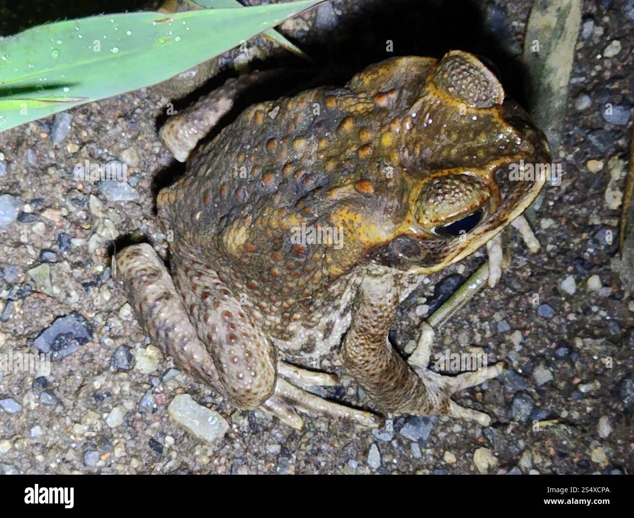 Cane Toad (Rhinella marina Stock Photo - Alamy