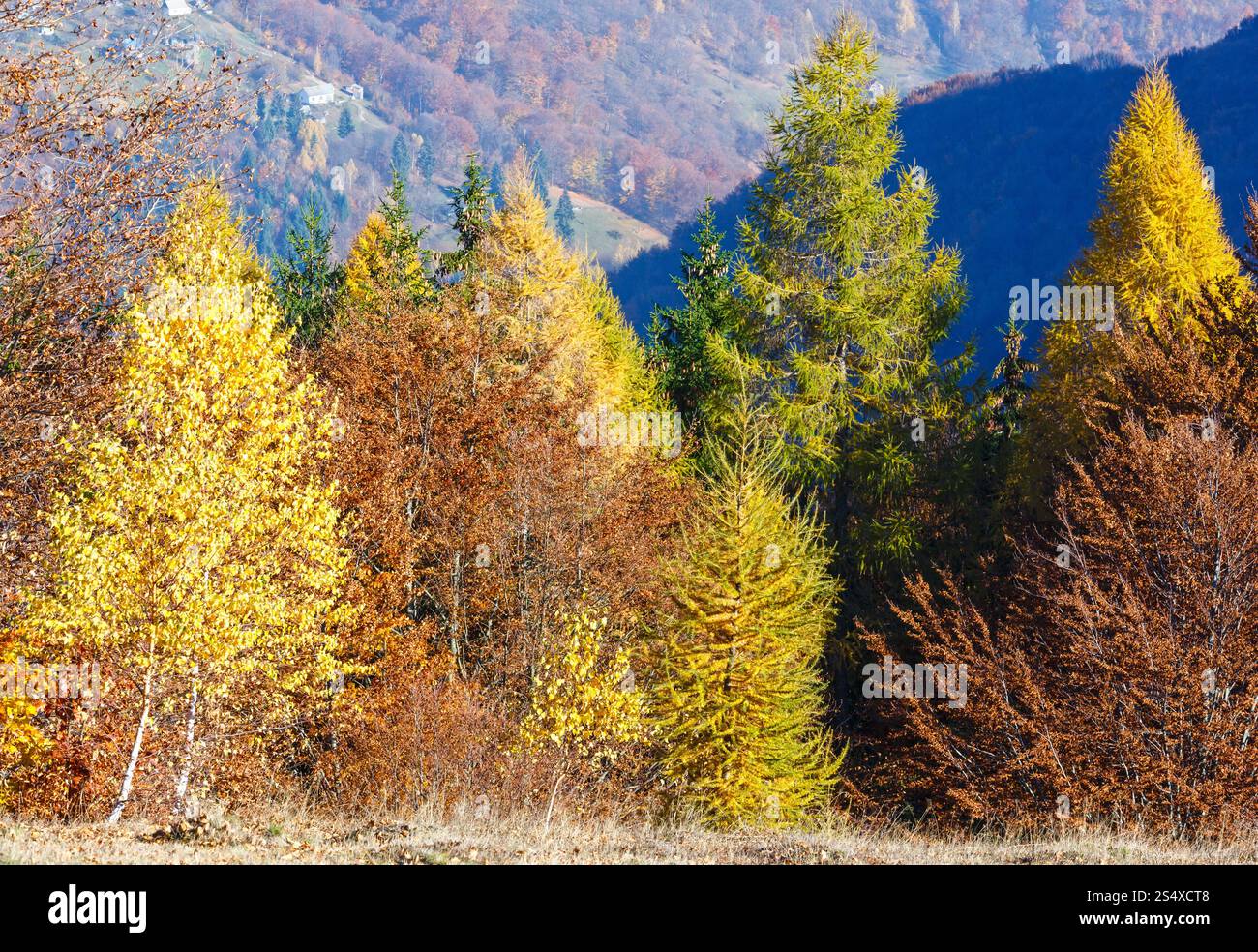 Colorful trees on slope and autumn misty mountain behind Stock Photo ...