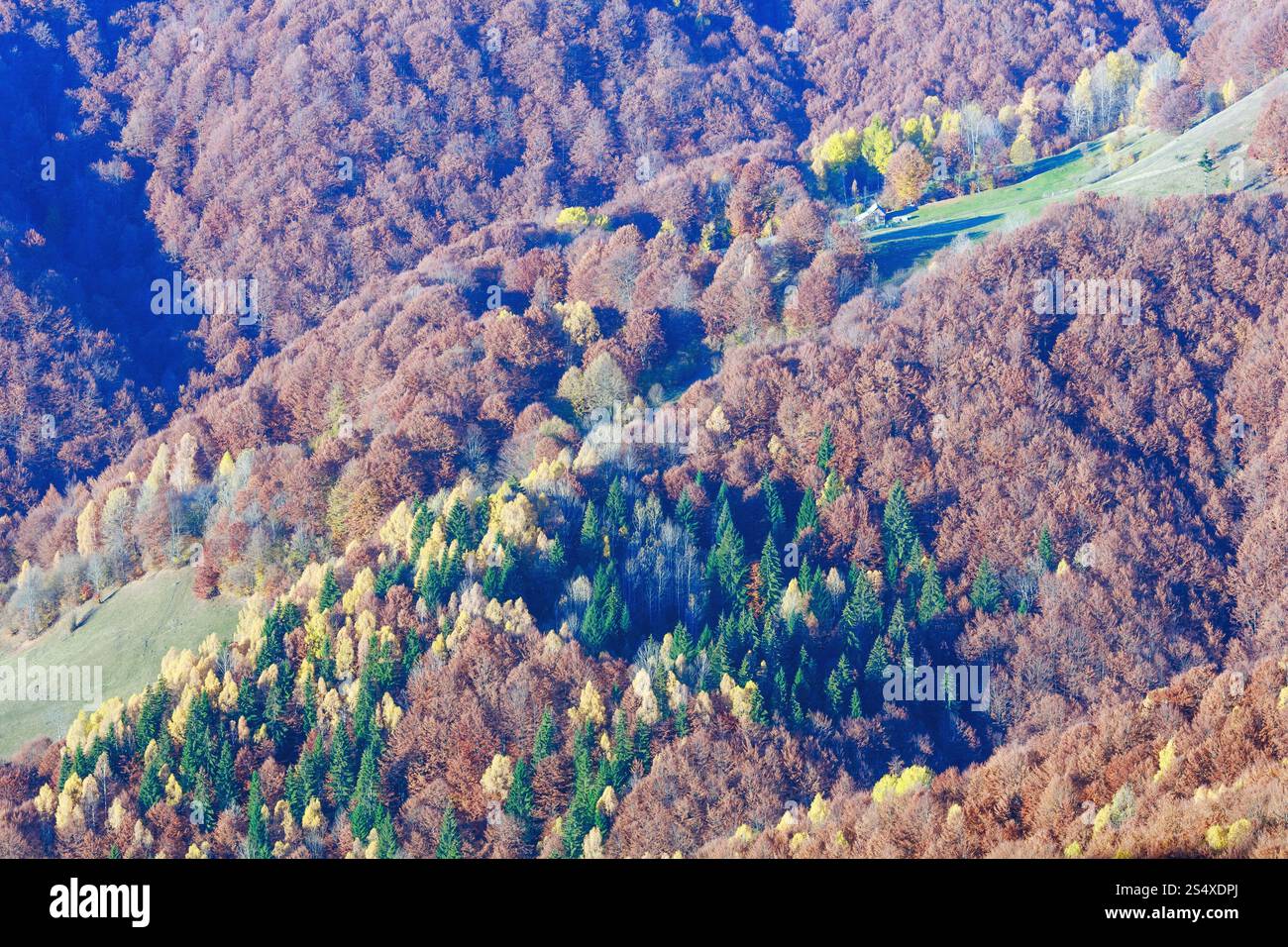 Colorful forest on slope in autumn misty mountain Stock Photo - Alamy