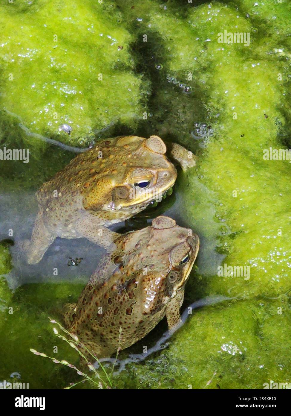 Cane Toad (Rhinella marina Stock Photo - Alamy