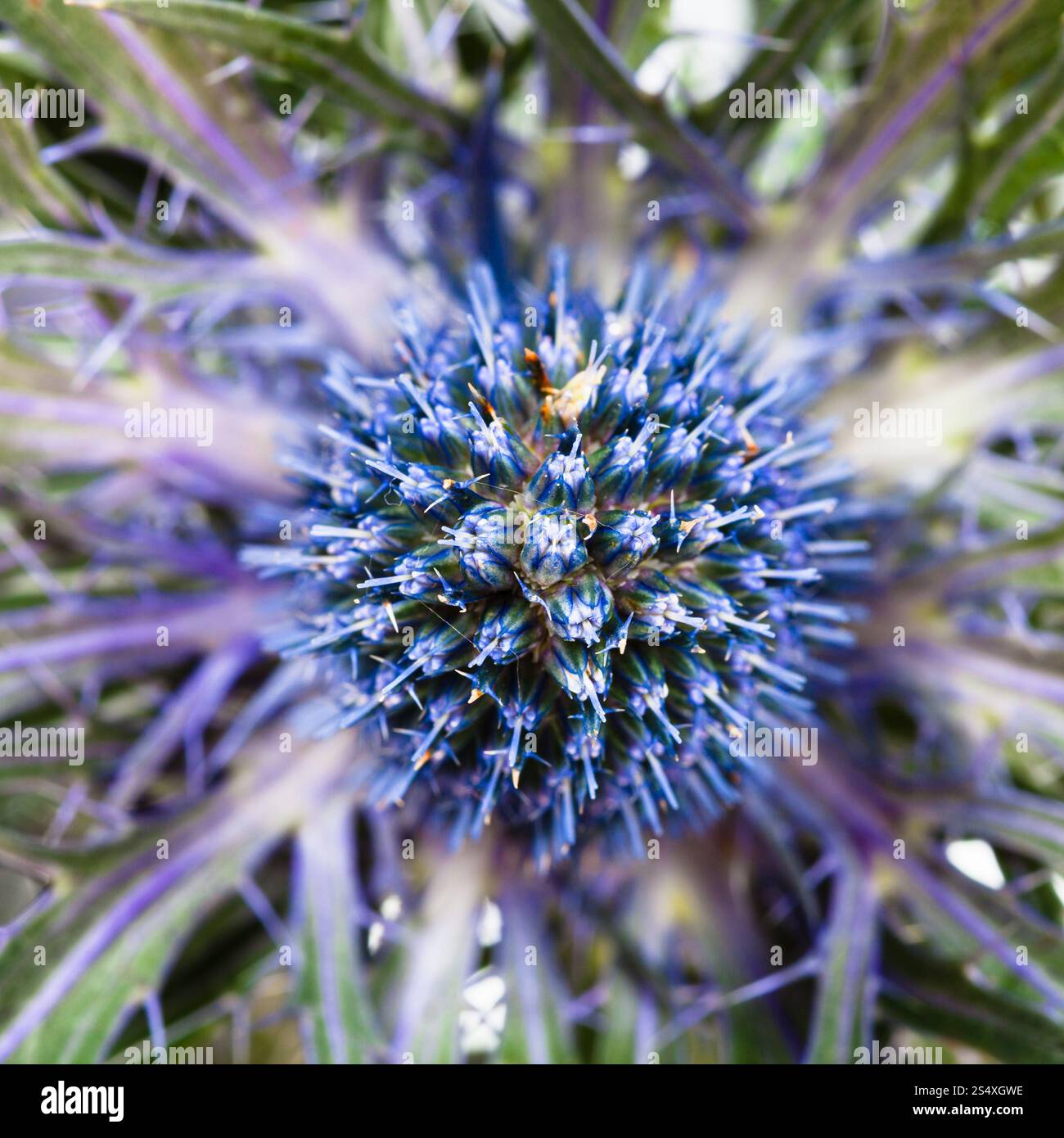 one fresh blue Thistle (eryngium) bloom close up Stock Photo