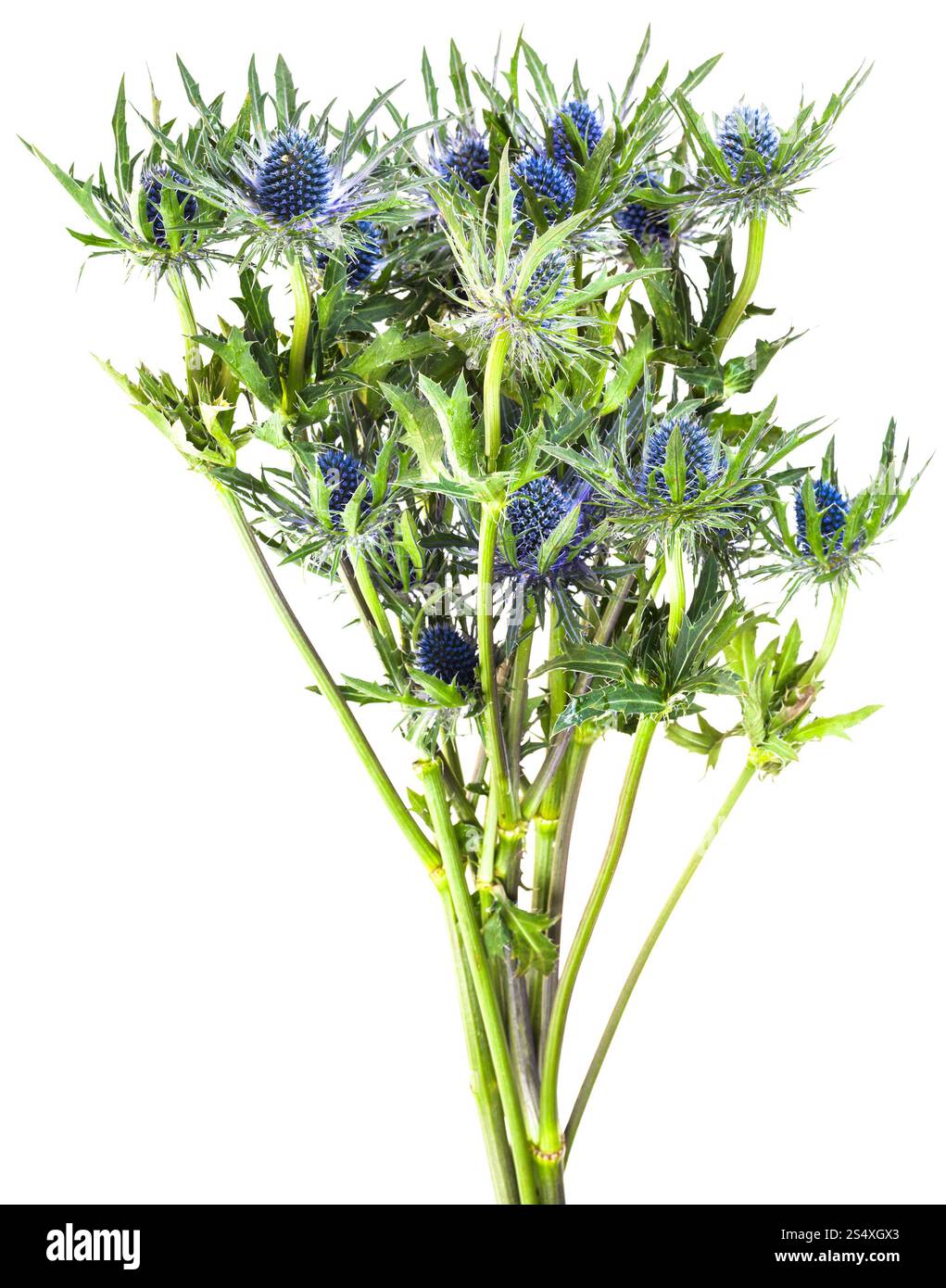 bouquet from fresh blue Thistle blossoms (eryngium) isolated on white background Stock Photo