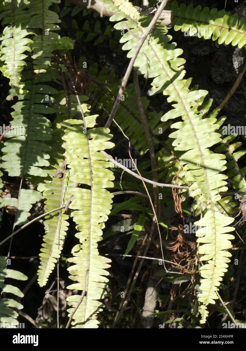 Fishbone Fern (Nephrolepis cordifolia Stock Photo - Alamy