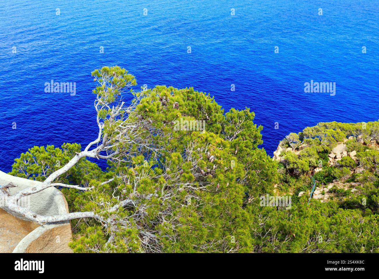 Pine trees with cones on rocky coast above sea Stock Photo - Alamy