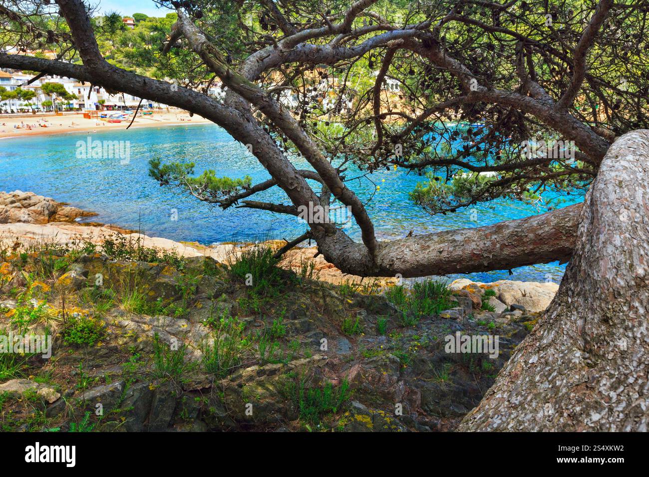 Pine trees with cones on rocky coast above sea Stock Photo - Alamy