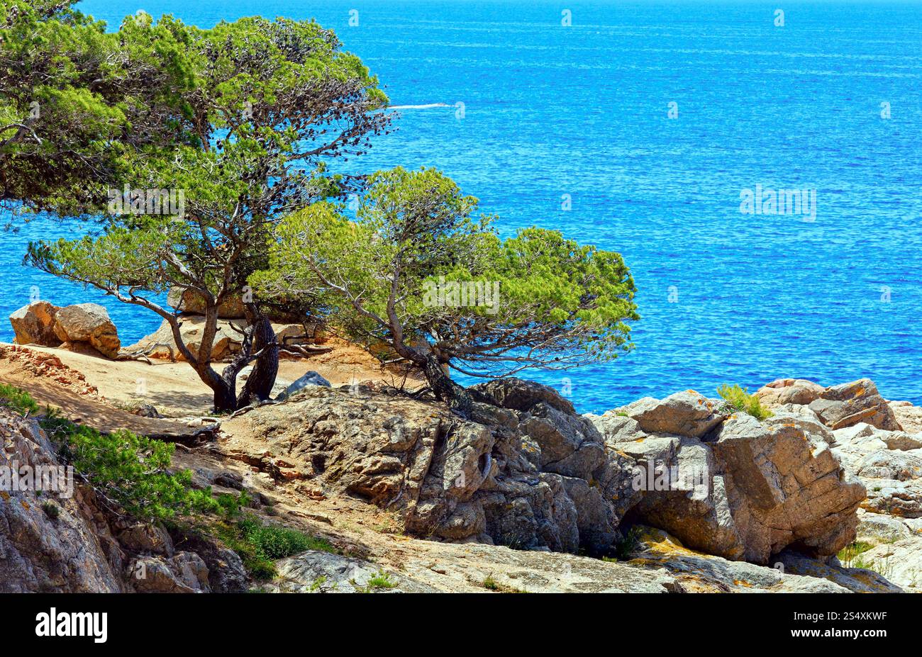 Pine trees with cones on rocky coast above sea Stock Photo - Alamy