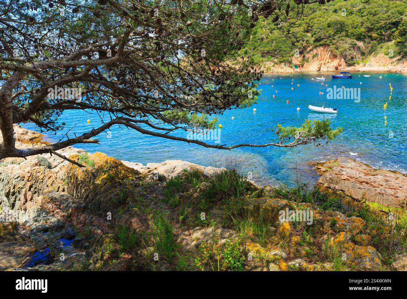 Pine trees with cones on rocky coast above sea Stock Photo - Alamy