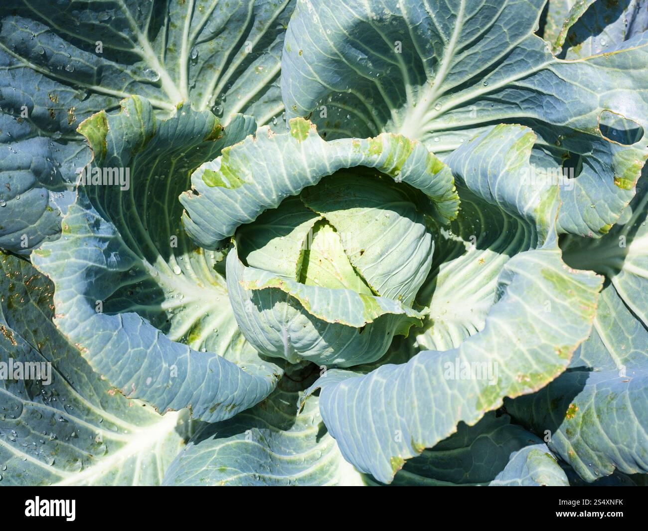 Cabbage Sun above view of cabbagehead of white cabbage in garden illuminated by sun ...