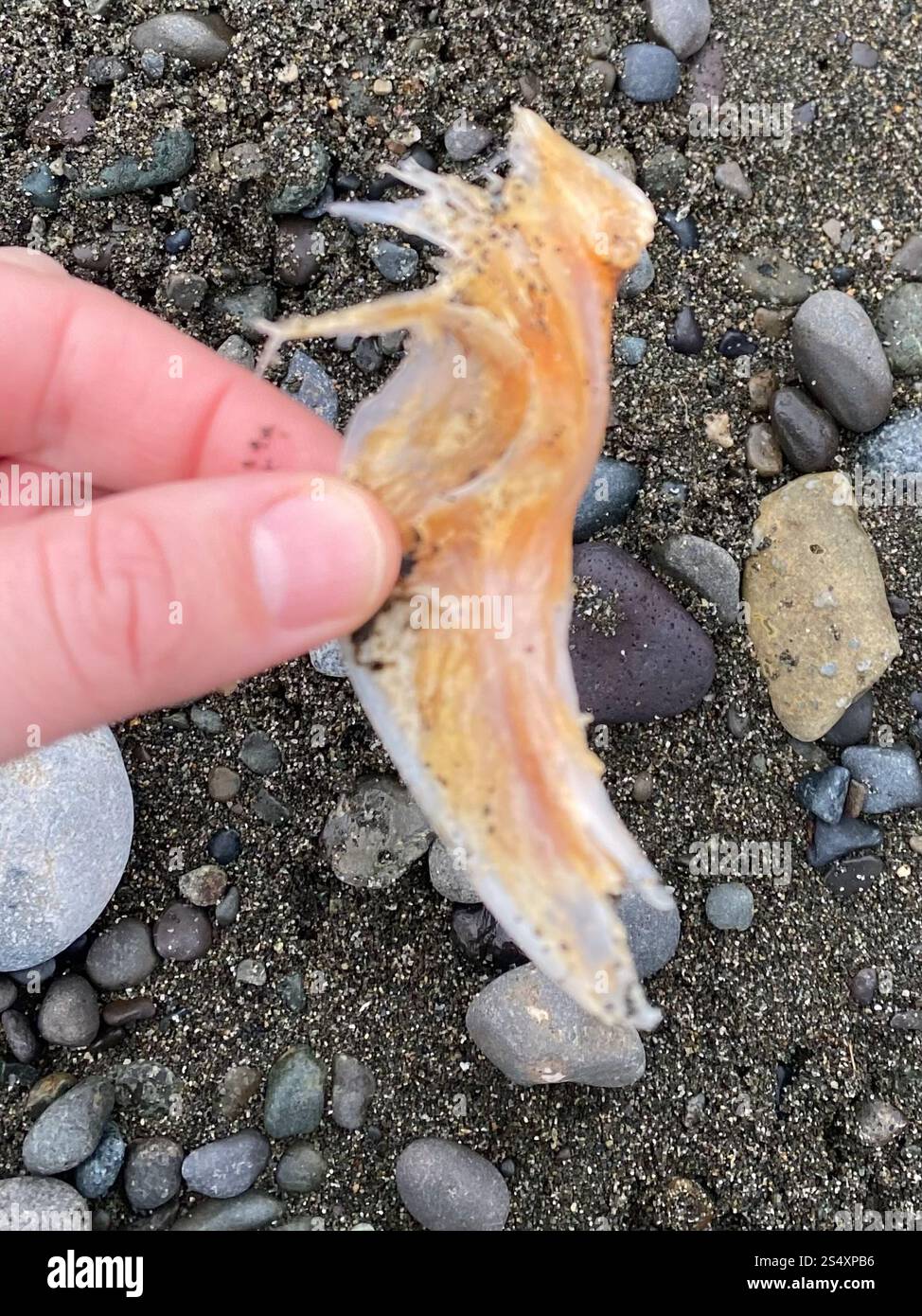 Ray-finned Fishes (Actinopterygii Stock Photo - Alamy