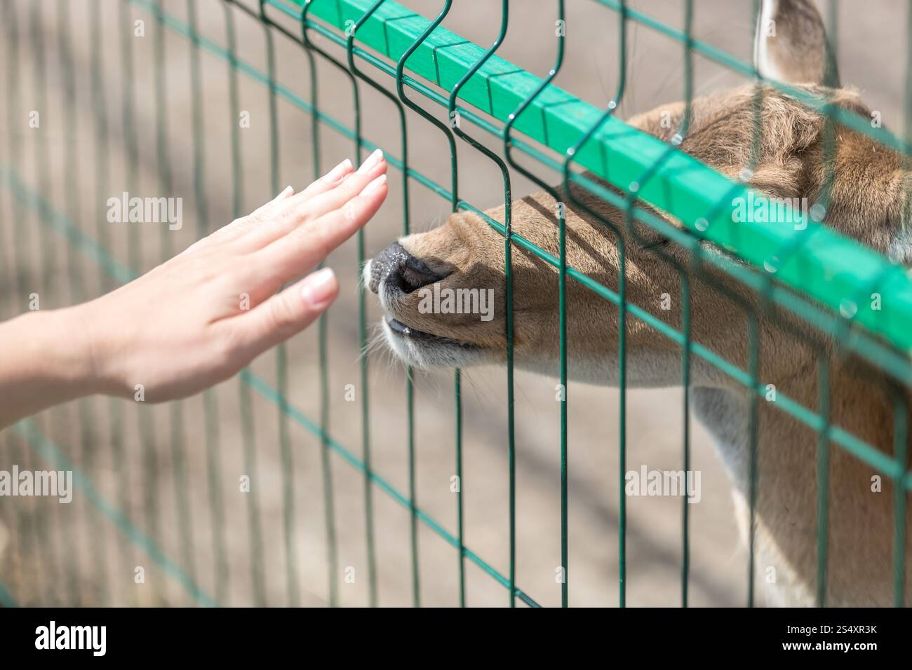 Conceptual image of contact between people and animals. Closeup shot of female hand touching doe through fence in zoo Stock Photo