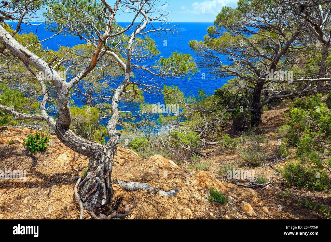 Summer sea landscape with pine trees on rocky shore Stock Photo - Alamy