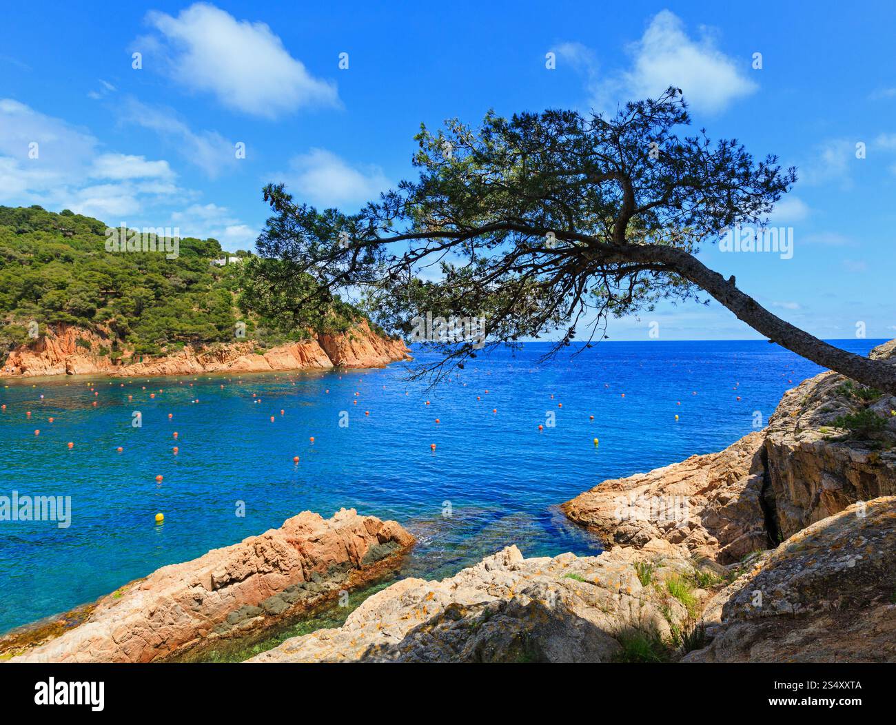 Pine trees with cones on rocky coast above sea Stock Photo - Alamy