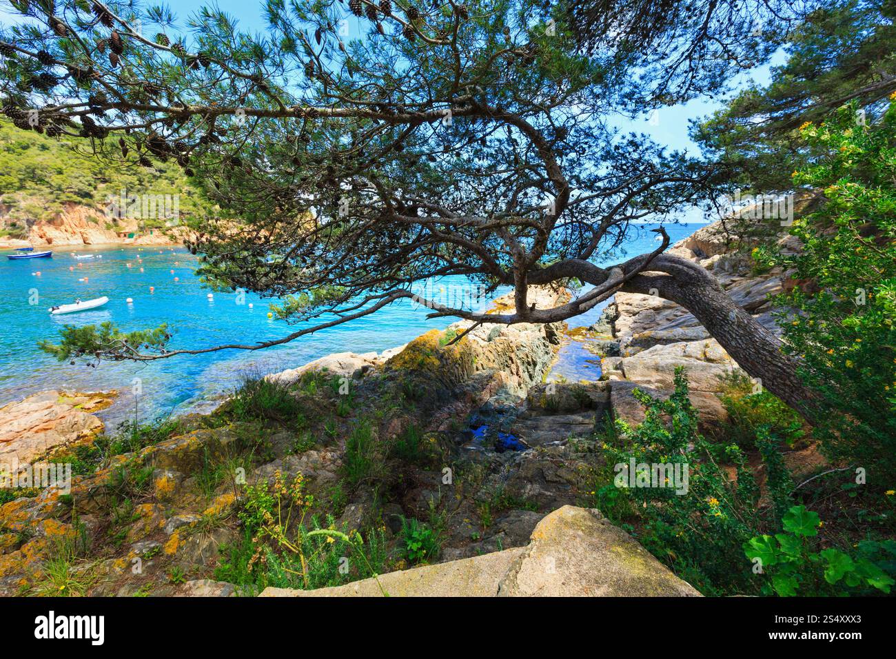 Pine trees with cones on rocky coast above sea Stock Photo - Alamy
