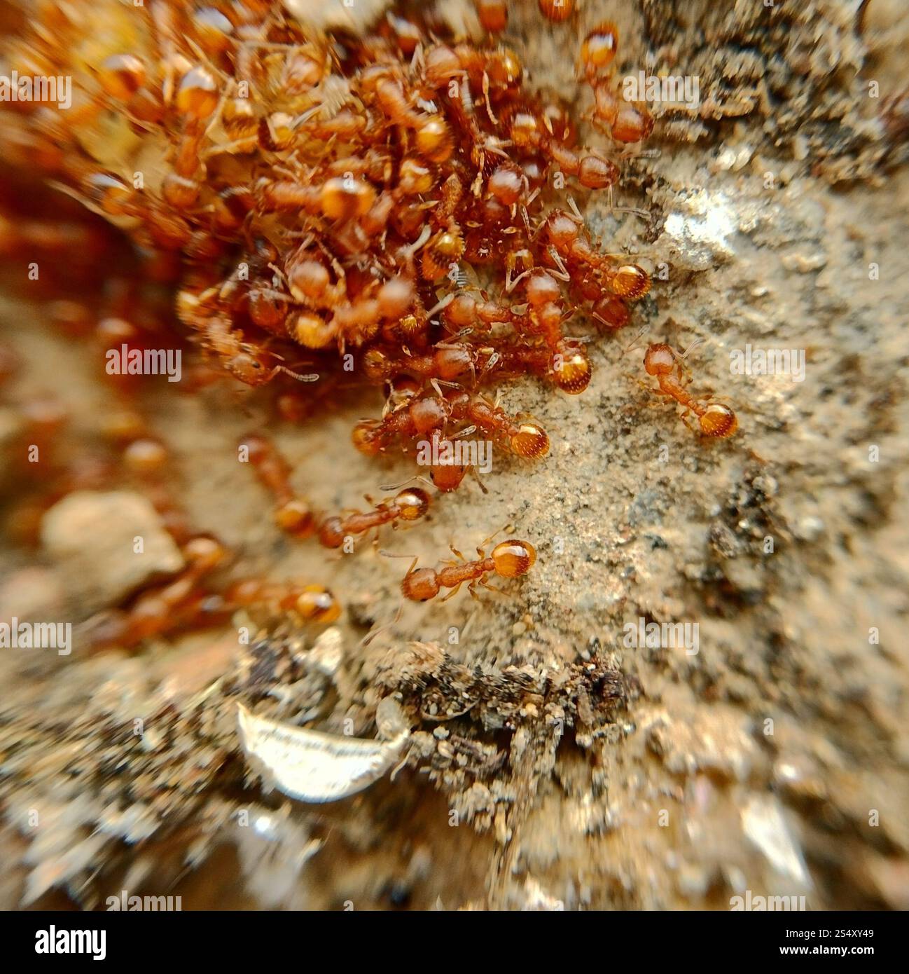 Acorn Ants and Allies (Temnothorax) Stock Photo