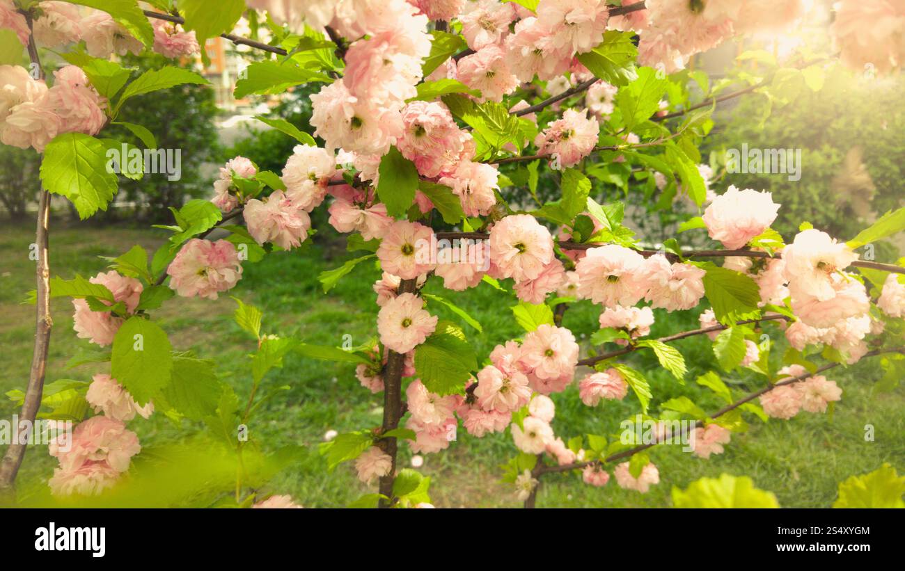 Closeup toned photo of beautiful pink blossoms on trees at sunny day Stock Photo