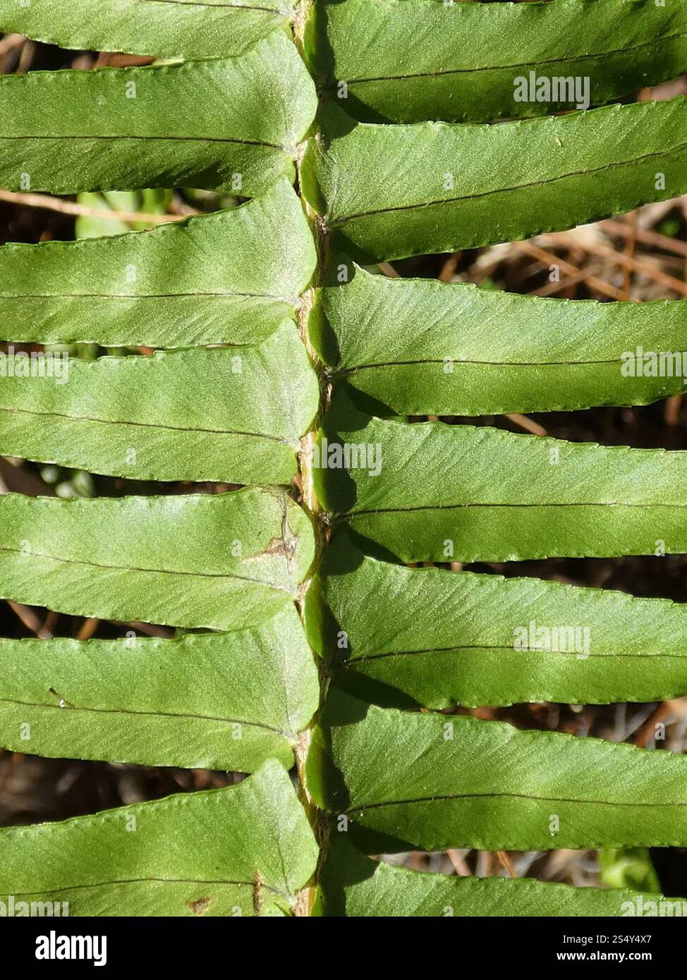Fishbone Fern (Nephrolepis cordifolia Stock Photo - Alamy