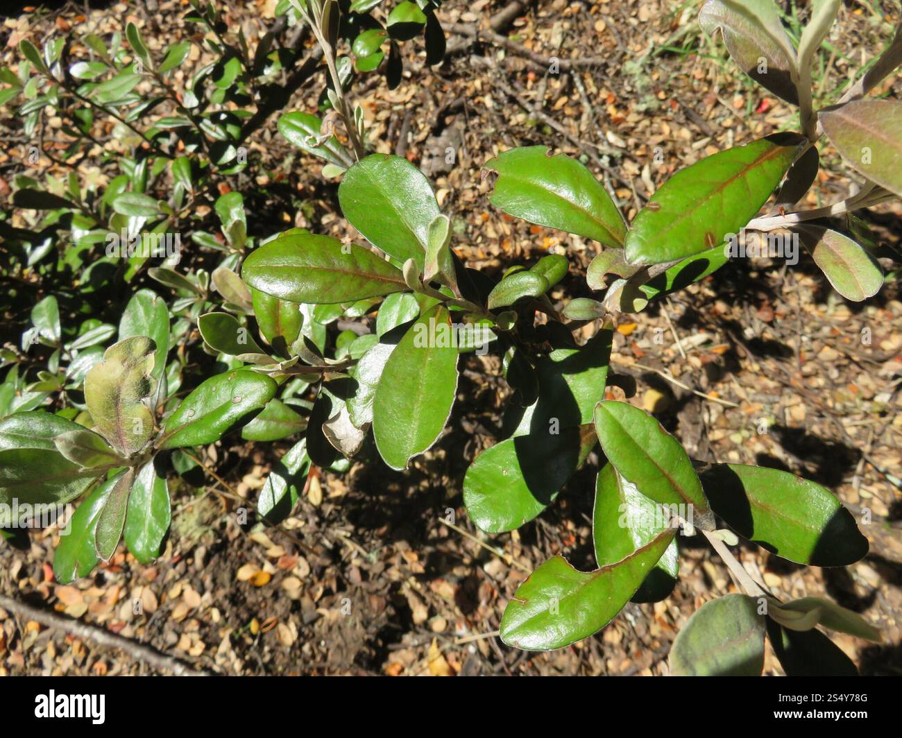 (Corokia × virgata Stock Photo - Alamy